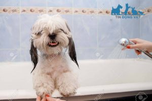 chó shih tzu thuần chủng