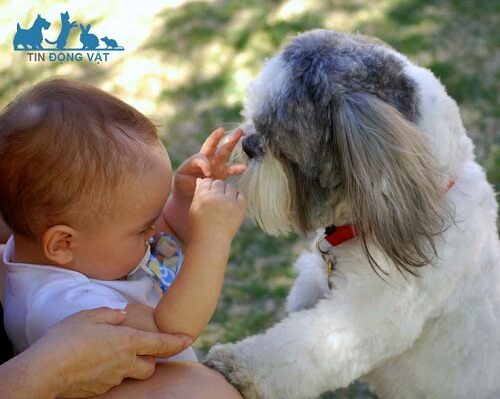 chó shih tzu lai poodle