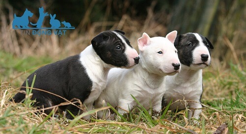 giá chó bull terrier tphcm