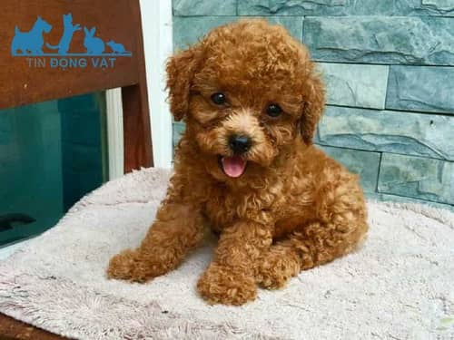 bán chó poodle tiny thuần chủng