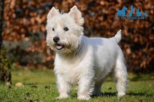 Chó West Highland White Terrier màu trắng