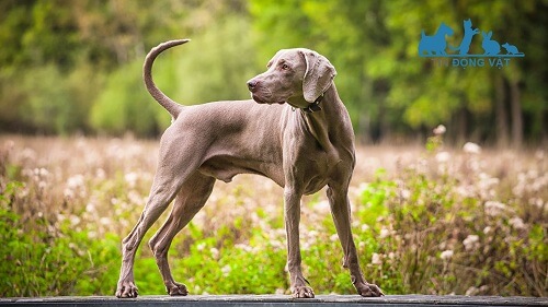 chó đức Weimaraner