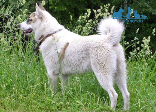 Chó West Siberian Laika