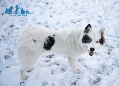 Chó Yakutian Laika