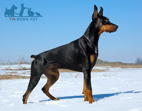 chó doberman đẹp