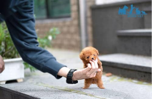 có nên nuôi poodle teacup