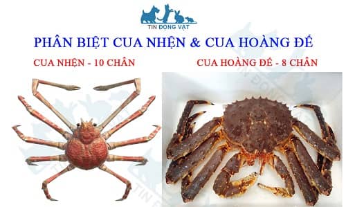 cua nhện và cua hoàng đế