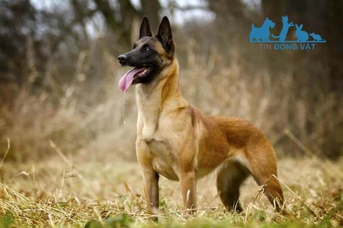 lông của chó malinois