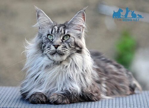 lông của mèo mỹ maine coon