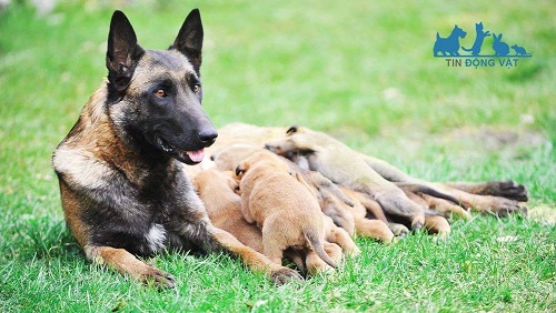 đặc điểm sinh sản ở chó malinois