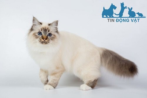 Đặc điểm ngoại hình sức khỏe mèo birman