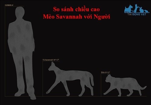 mèo savannah ở việt nam