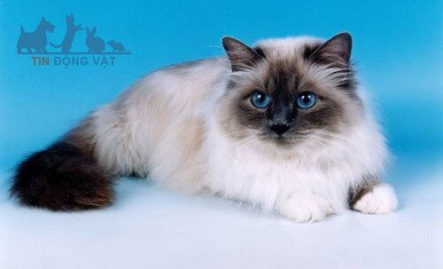 Đặc điểm tính cách mèo birman