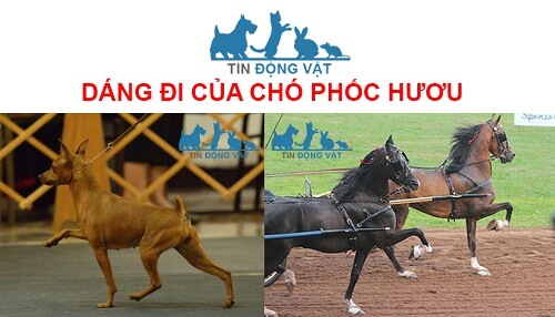 dáng đi chó phốc hươu