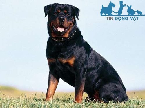 chó rottweiler dòng đại