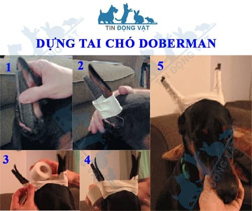 dựng và cố định tai chó doberman