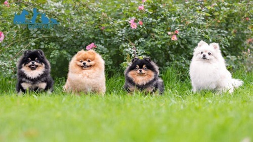 giá chó pomeranian phụ thuộc màu lông