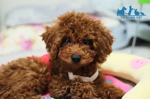 chó poodle giá bao nhiêu