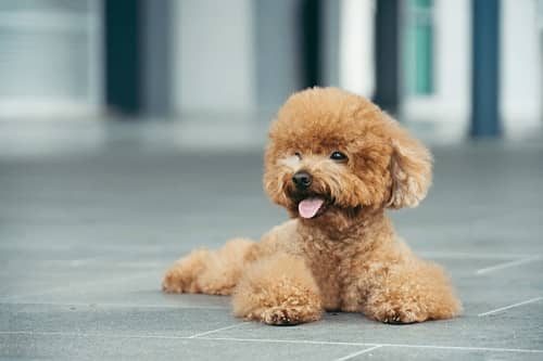 giá chó poodle trưởng thành