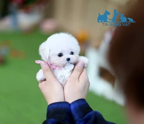 chó poodle teacup trắng