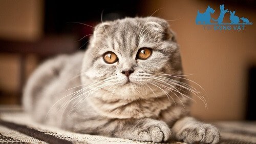 bán mèo scottish fold hà nội