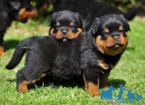 bán chó rottweiler hcm