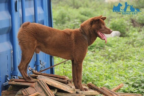 chó thông minh nhất việt nam