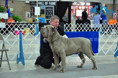 giá chó neapolitan mastiff