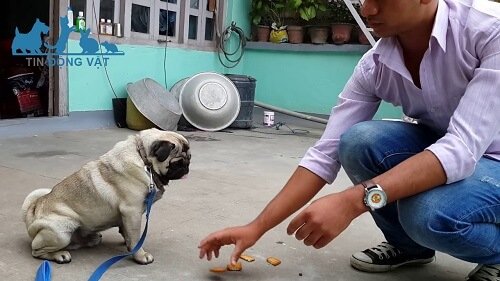 chó pug giá 3 triệu