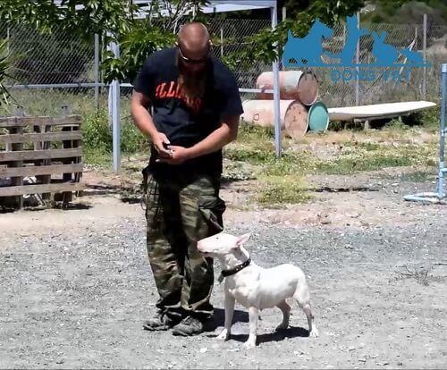 chó bull terrier giá bao nhiêu