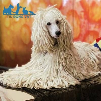 bện dây lông chó poodle