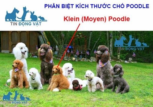 Klein (Moyen) Poodle