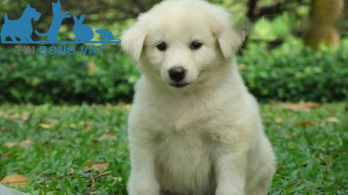 chó samoyed lai nhật