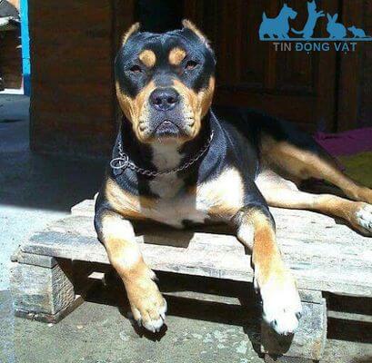 chó rottweiler lai pitbull