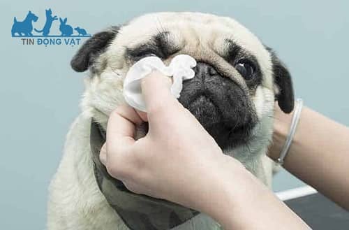 làm sạch nếp nhăn khử mùi hôi chó pug