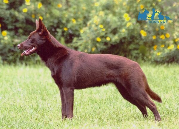 nguồn gốc lịch sử chó kelpie