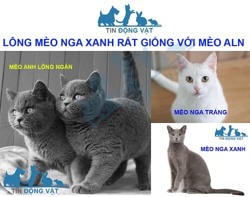 mèo nga lông ngắn