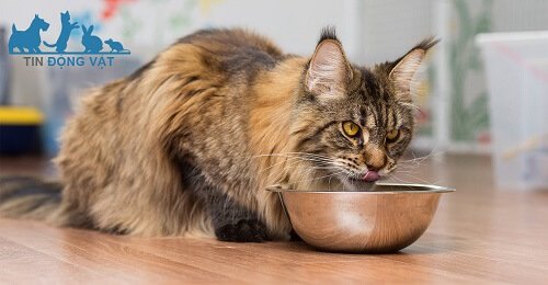 mua mèo maine coon