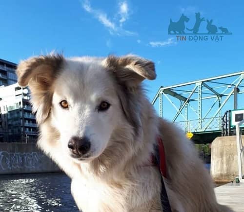 chó alaskan lai Great Pyrenees