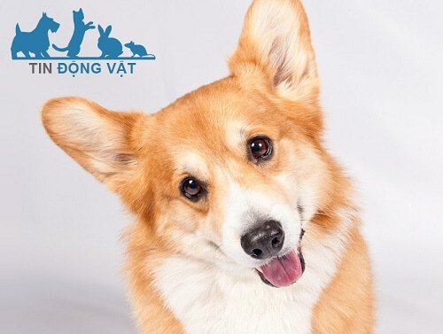 mua chó corgi