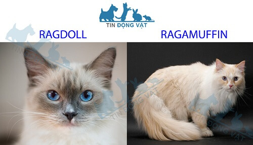 mắt mèo ragdoll và ragamuffin