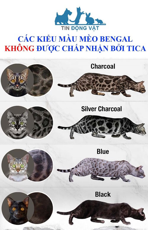 bán mèo bengal tphcm