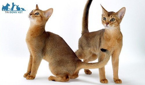 mèo abyssinian