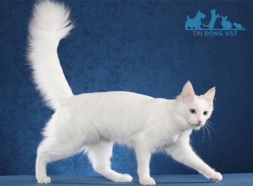 mèo quý tộc angora thổ nhĩ kỳ