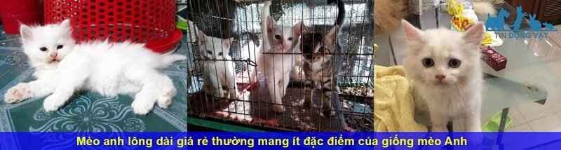 Mèo anh lông dài giá rẻ