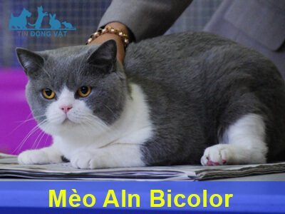 mèo anh lông ngắn bicolor