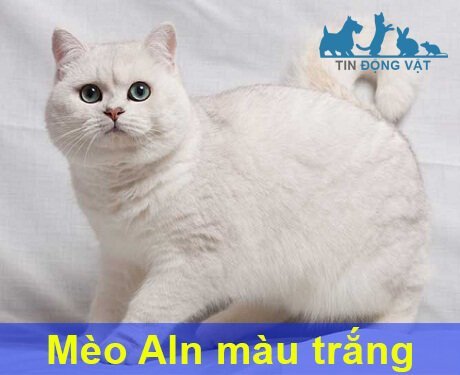 mèo anh lông ngắn màu trắng