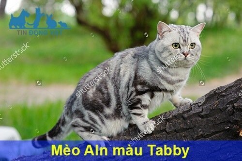 mèo anh lông ngắn màu tabby