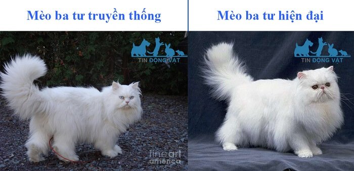 mèo ba tư truyền thống