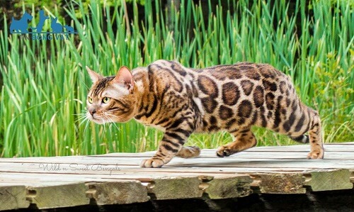 mèo bengal